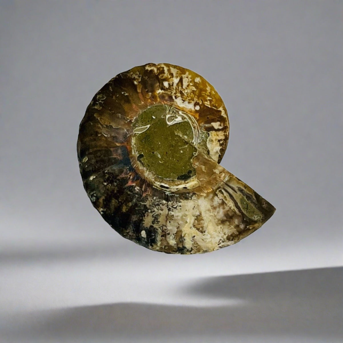 A top view of an Eparietites Polished Ammonite Fossil.