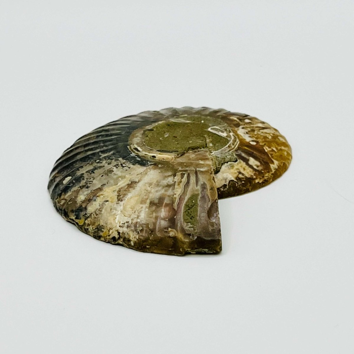 A side view of an Eparietites Polished Ammonite Fossil.