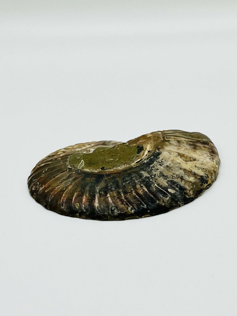 Another side view of an Eparietites Polished Ammonite Fossil.